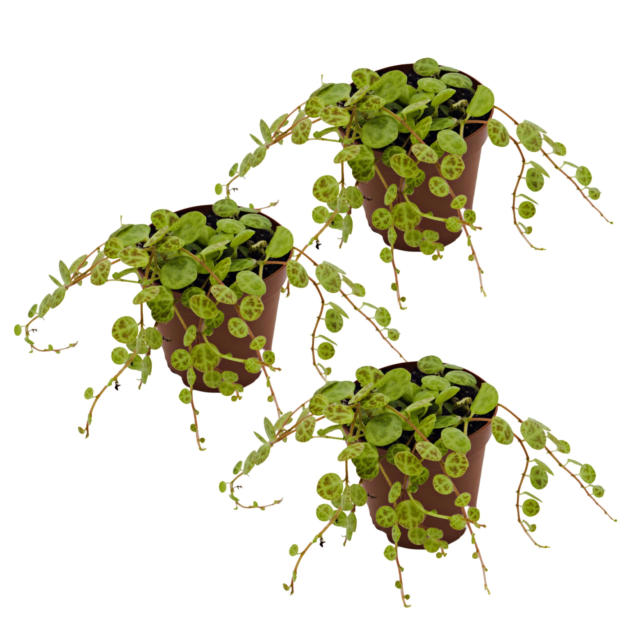 ReptiCulture String of Turtles Peperomia Tropical 2" Pot 3 pk