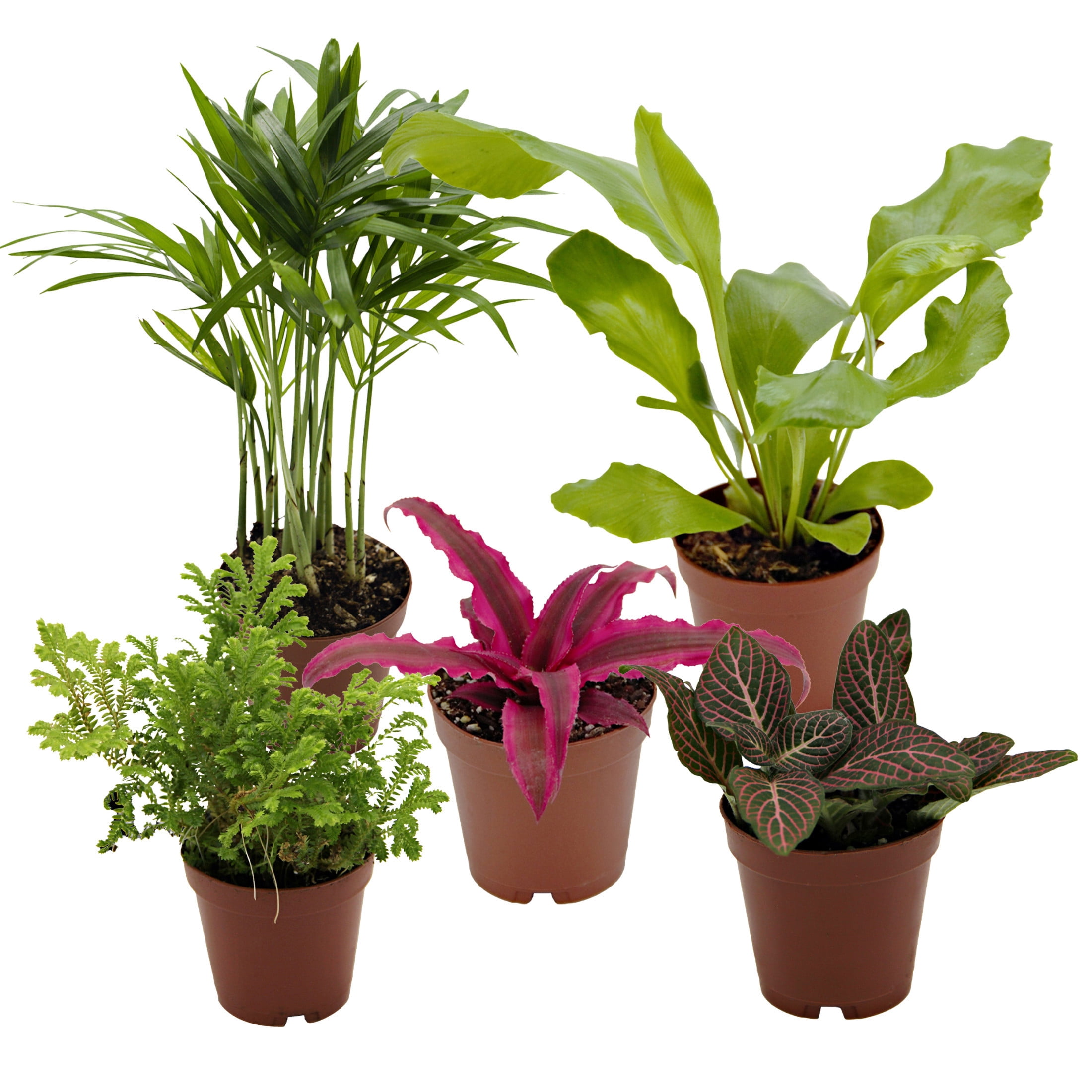 ReptiCulture Tropical Plant Starter Bundle