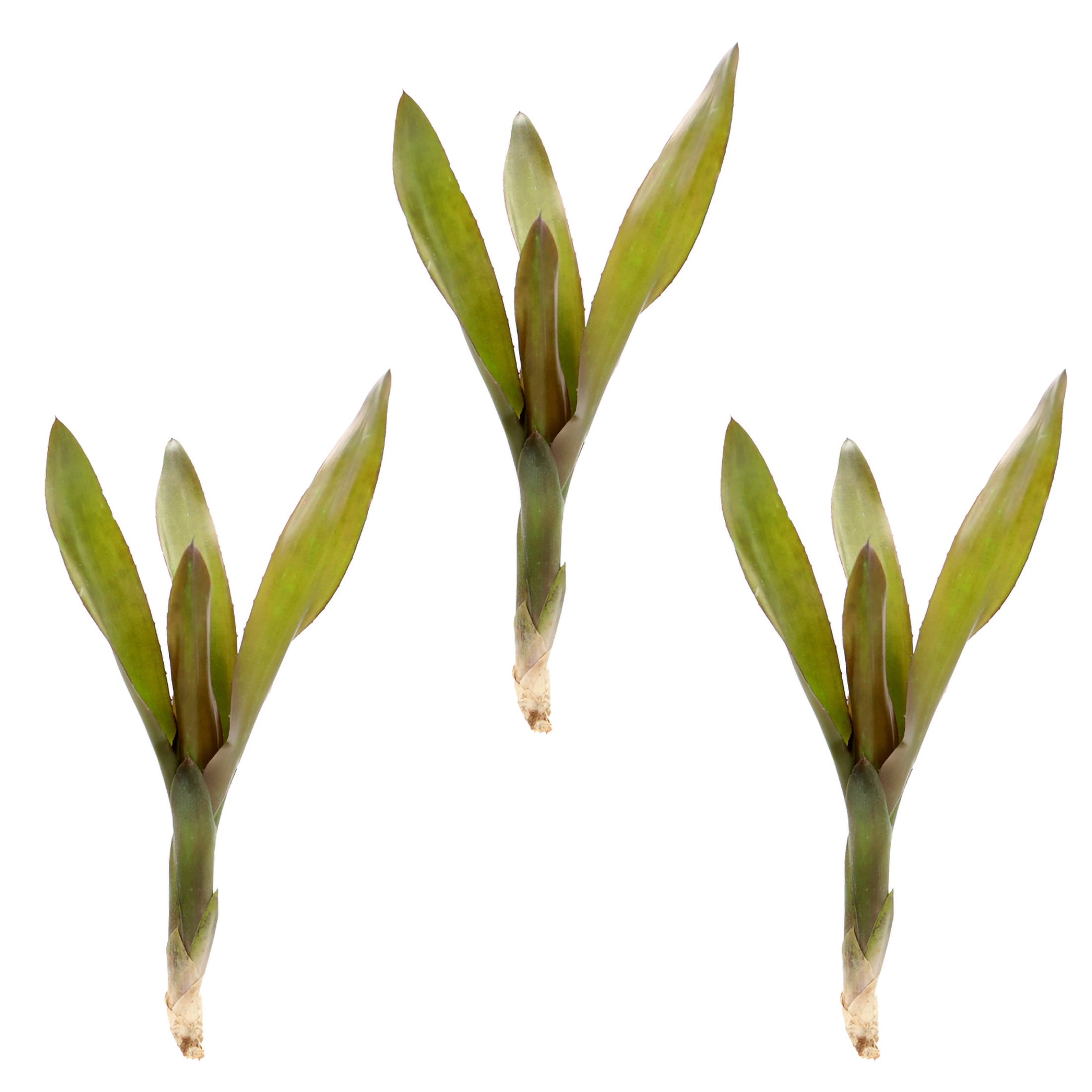 ReptiCulture Voodoo Doll Bromeliad Plant 3 ct