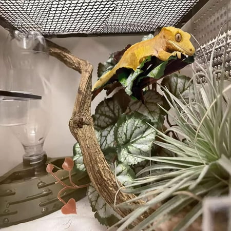 Reptile Artificial Plants for Terrarium Decor, Amphibian Habitat Hideout Tank Decorations for Bearded Dragon, Crested Gecko, Leopard Lizard, Chameleon, Ball Python, Snake, Frog - Saxifrage