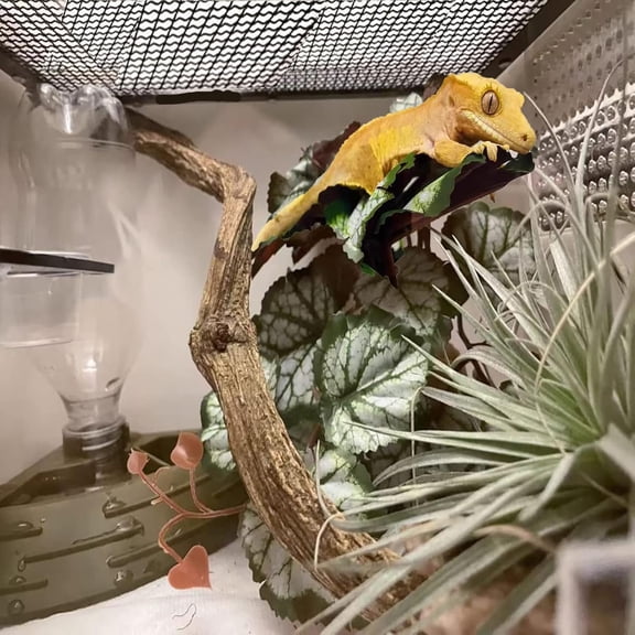 Reptile Artificial Plants for Terrarium Decor, Amphibian Habitat Hideout Tank Decorations for Bearded Dragon, Crested Gecko, Leopard Lizard, Chameleon, Ball Python, Snake, Frog - Saxifrage