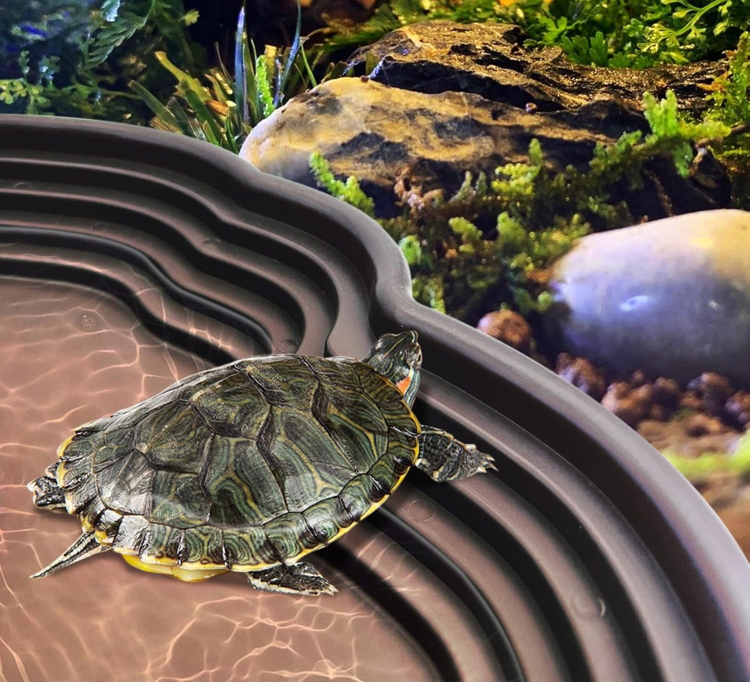 Reptile Bathing Pool Tortoise Water Dish with Ramp Turtle Feeding Bowl with Steps Reptile Food & Water Dishes Gecko Habitat Decoration Accessories Lizard Bath Tub