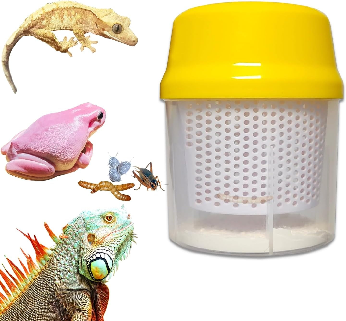 Beautiful view of Cricket Feeder Selection For Reptile Owners