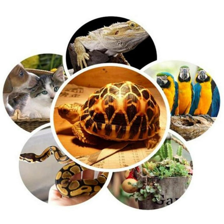 Tortoise 2025 light bulb
