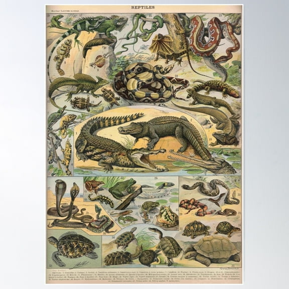 Reptiles - Adolphe Millot Poster Wall Art, Modern Wall Decor For Living Room Bedroom, 16x24 UNFRAMED