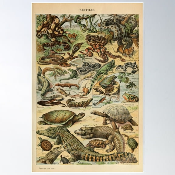 Reptiles Pour Tous - Adolphe Millot Poster Wall Art, Modern Wall Decor For Living Room Bedroom, 12x18 UNFRAMED