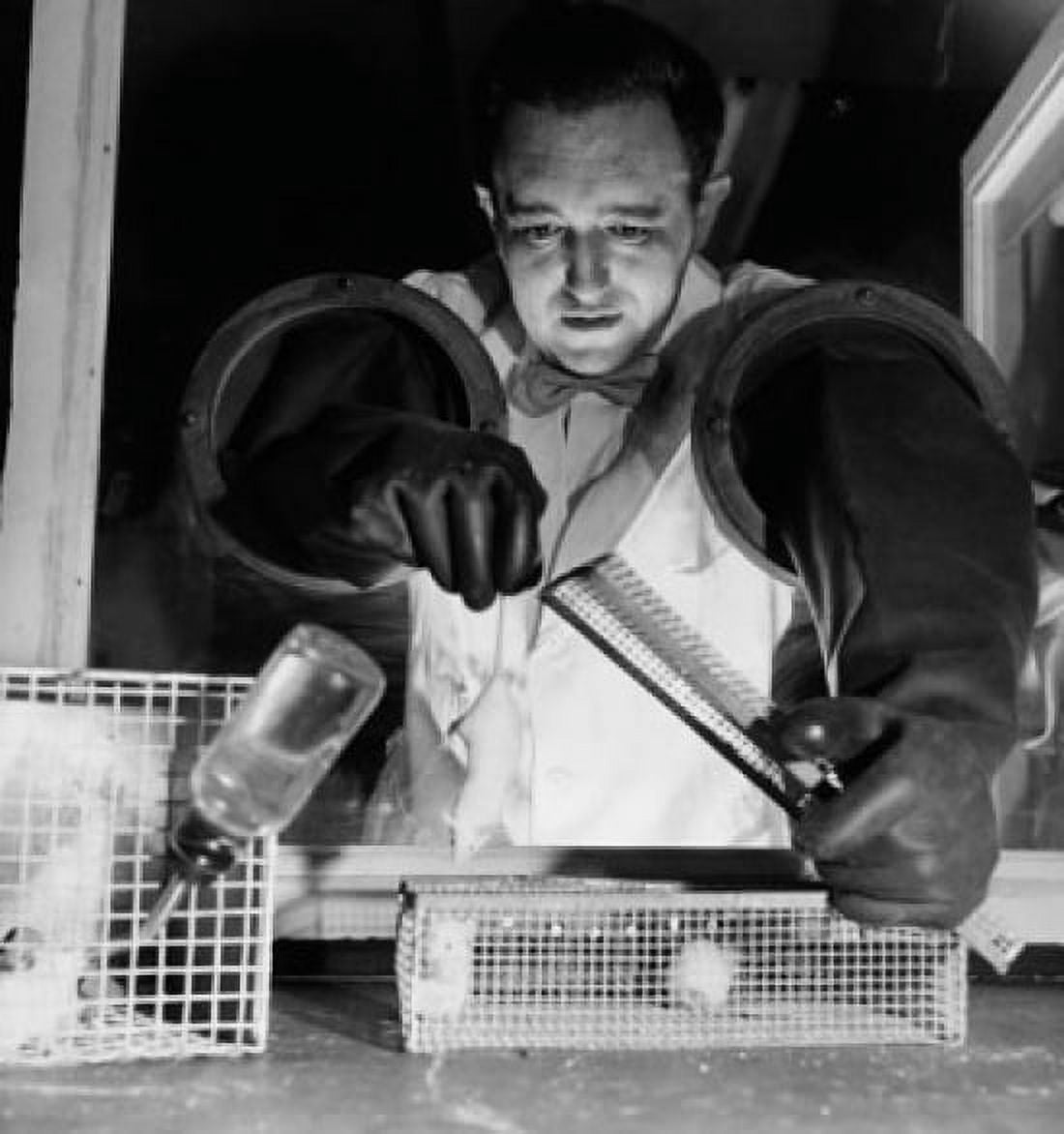 Researcher conducting experiments on a mouse Canvas Art - (24 x 36)