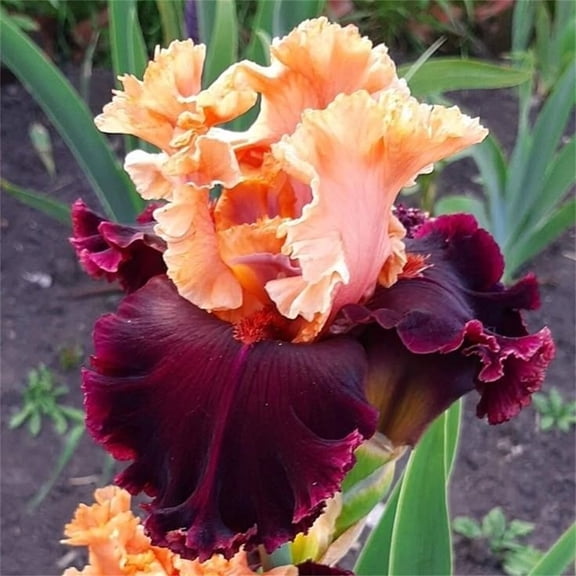 Resilient Iris Bulbs, Perennial Variety for Yard & Hanging Planters
