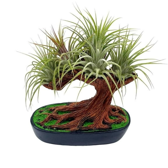 Resin Bonsai Air Plant Tree, Glued with Live Air Plants, Home and Office Gift by BubbleBlooms