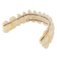 thumbnail image 1 of Resin Teeth Denture Upper Lower Shade Artificial Preformed Dentition Oral Care, 1 of 5
