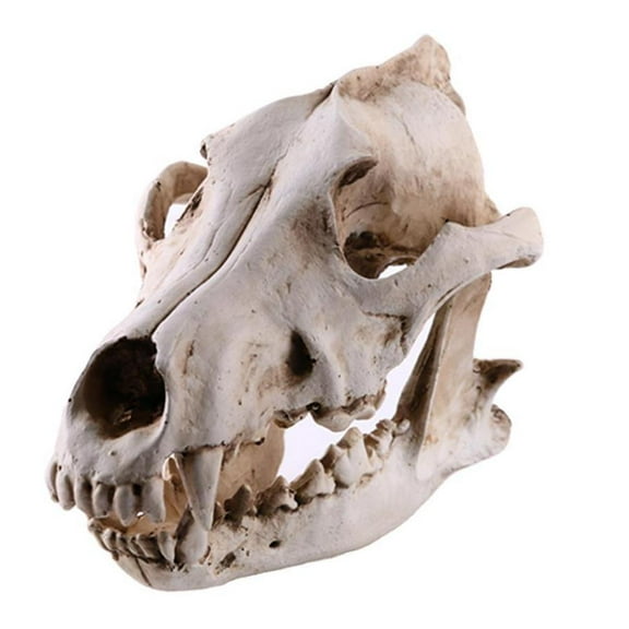 Resin Wolf Animal Head Skull Replica Halloween Ornament Statue Model White( Q0R0