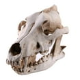 thumbnail image 1 of Resin Wolf Animal Head Skull Replica Halloween Ornament Statue Model White Q9T8, 1 of 4
