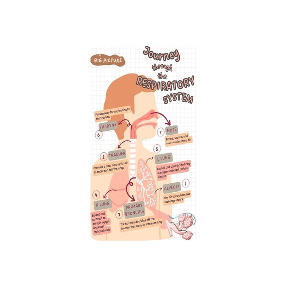 Respiratory System Anatomy Chart Lungs Educational Poster Medical Study Biology Wall Art for Science Classroom Clinic Waiting Room and Hospital Decor