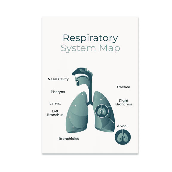Respiratory System Map Infographic - Biology Enthusiast - 13x19 Poster Print