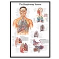 Structured Compensation System The Respiratory System Medical Poster Wall Art - Human Anatomy Picture ...