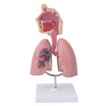 Respiratory System Model with Removable Heart Human Lung Anatomical