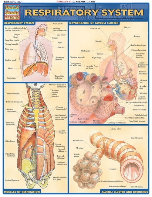 VINCENT PEREZ Respiratory System (Other)