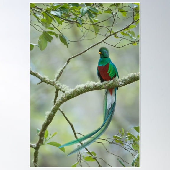 Resplendant Quetzal Poster Wall Art, Modern Wall Decor For Living Room Bedroom, 8x12 UNFRAMED
