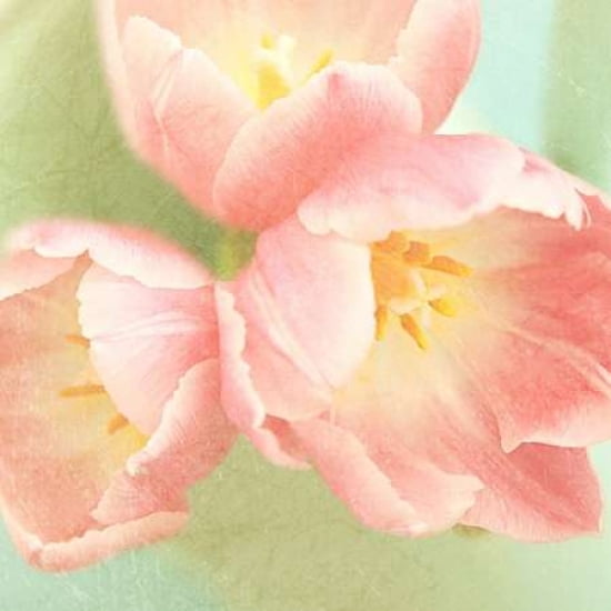 Resplendent Pink Blossoms Square Canvas Art - Sarah Gardner (24 x 24)