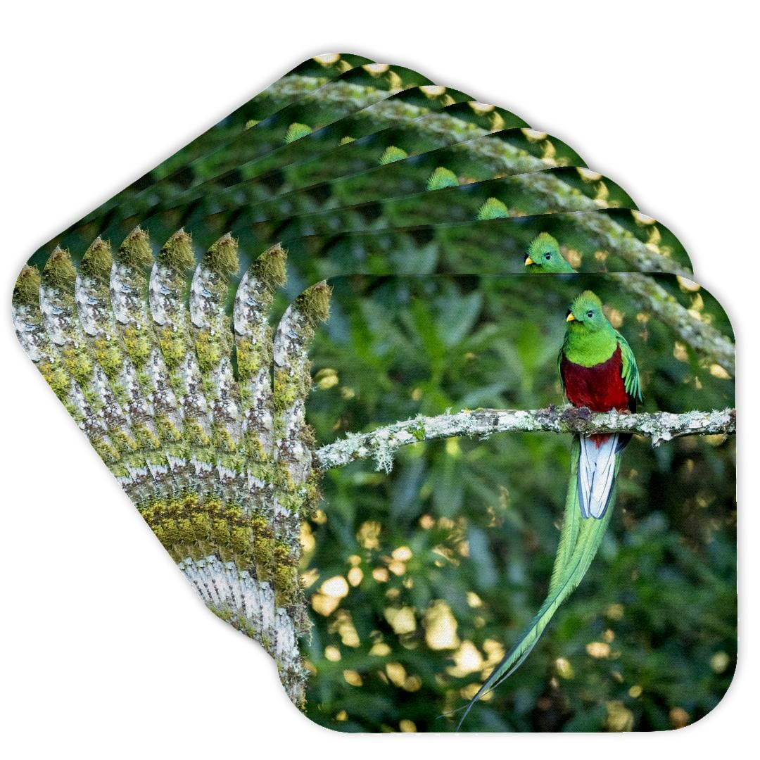 3drose, Resplendent Quetzal, Costa Rica 1., Set of 8 Coasters - Soft ...