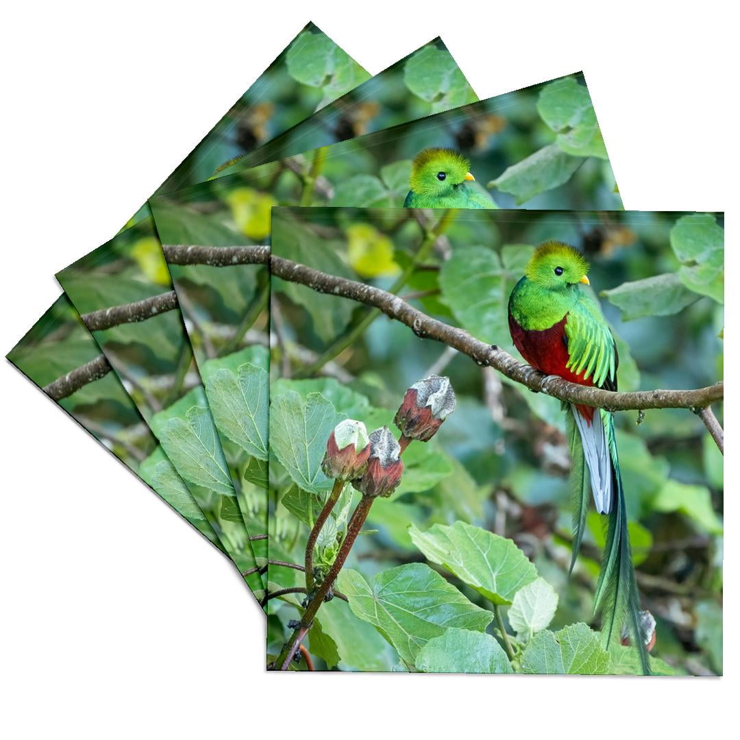 3drose, Resplendent Quetzal, Costa Rica 2., Set of 4 Ceramic Tile ...