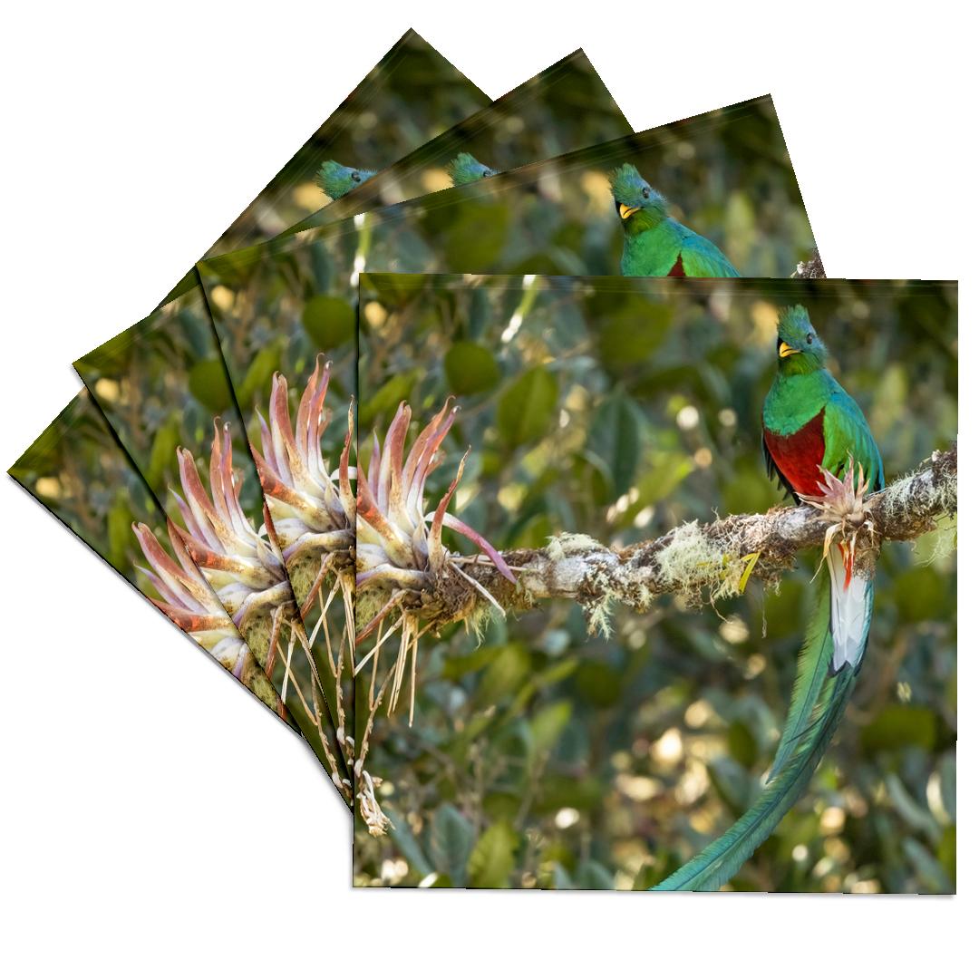 3drose, Resplendent Quetzal, Costa Rica 4., Set of 4 Ceramic Tile ...