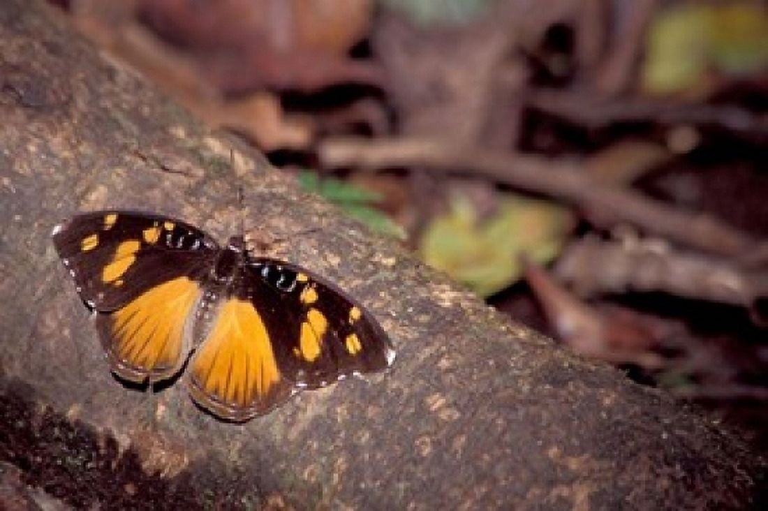 Resting Butterfly Gombe National Park Tanzania Canvas Art - Kristin Mosher DanitaDelimont (24 x 15)