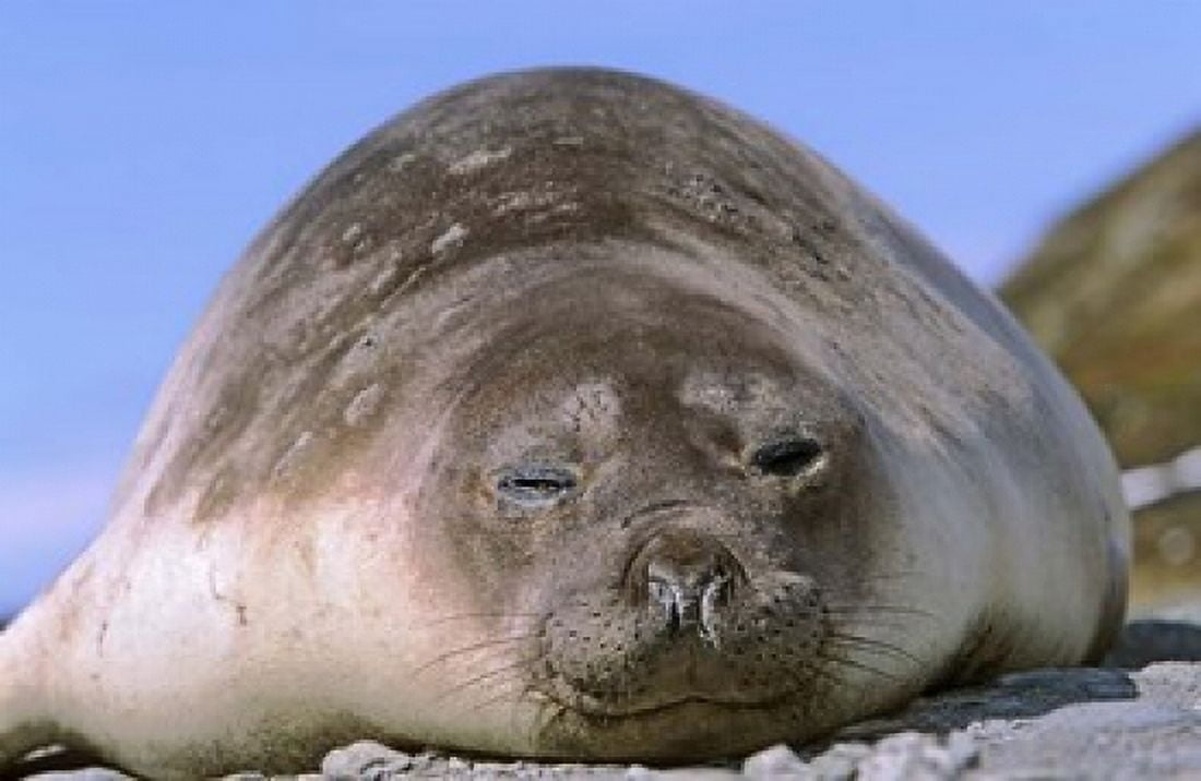 Resting Elephant Seal cow South Georgia Canvas Art - Martin Zwick DanitaDelimont (37 x 24)