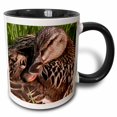 thumbnail image 1 of 3drose, Resting Female Mallard Duck, 15oz Two-tone Black Mug, 1 of 6
