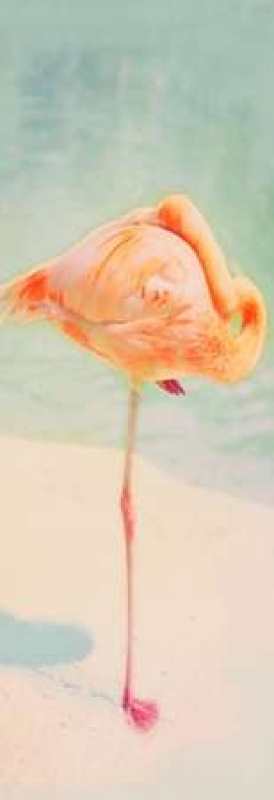 Resting Flamingo Panel Canvas Art - Roberta Murray (24 x 48)