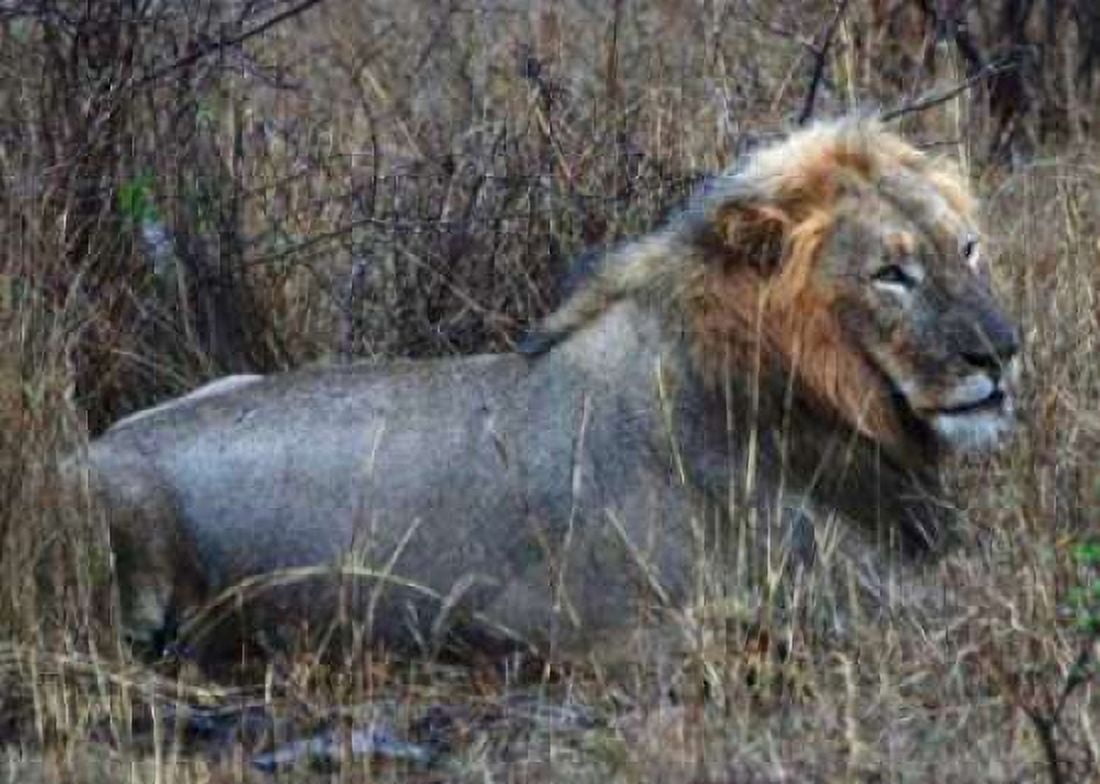 Resting Lion I Canvas Art - Dana Underdahl (18 x 24)