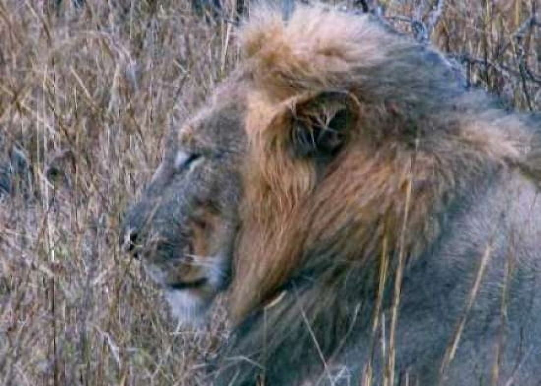 Resting Lion II Canvas Art - Dana Underdahl (20 x 28)