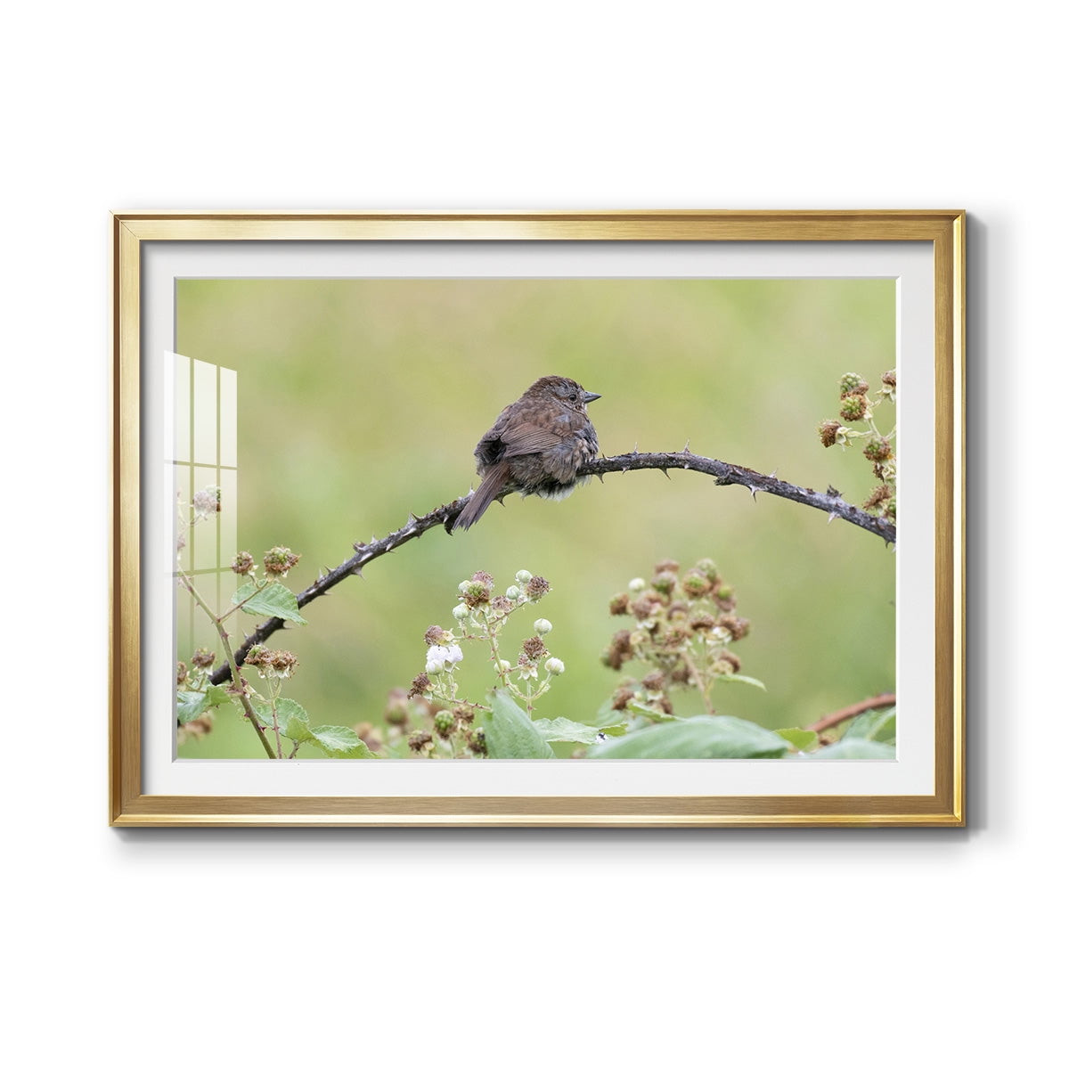Resting Sparrow Premium Framed Print - Ready to Hang