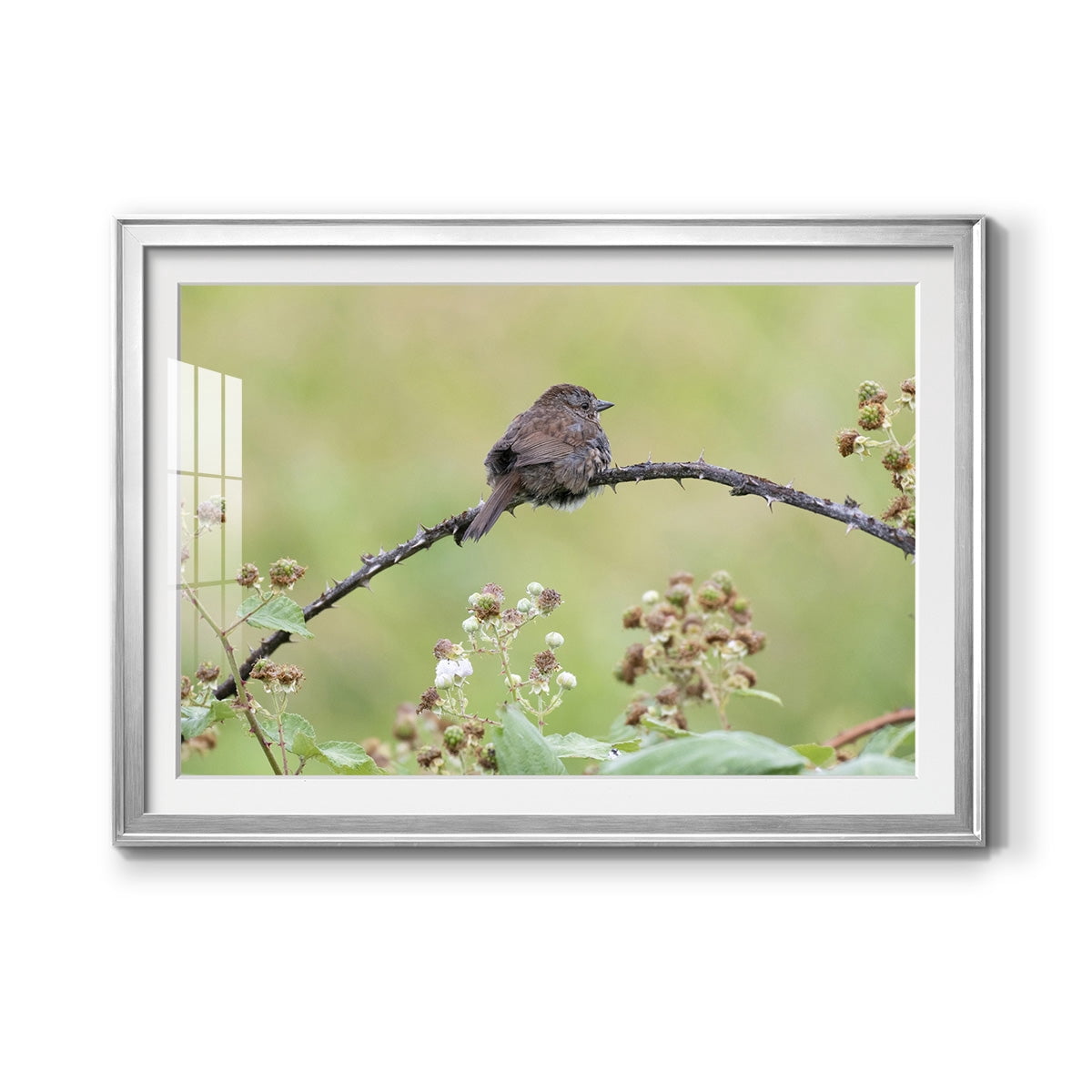 Resting Sparrow Premium Framed Print - Ready to Hang