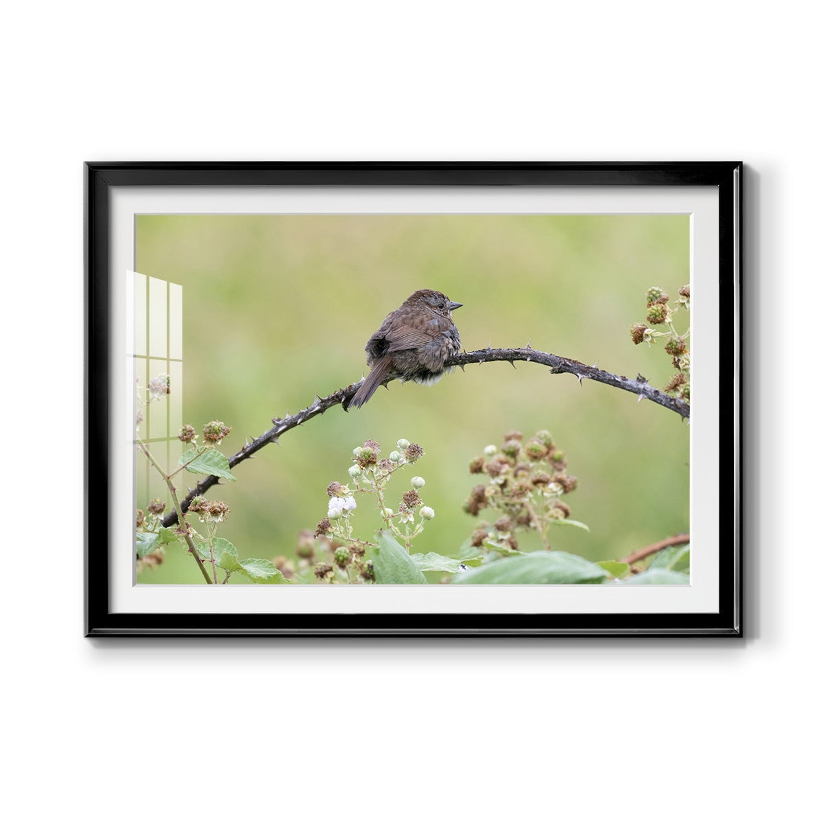 Resting Sparrow Premium Framed Print - Ready to Hang