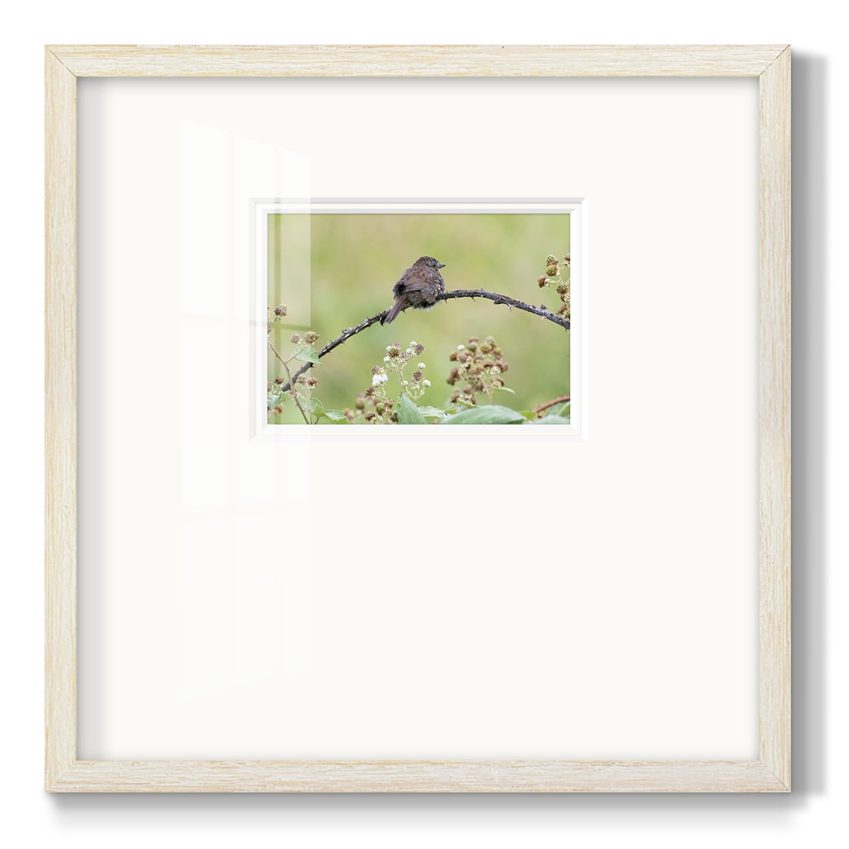 Resting SparrowPremium Framed Print