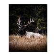 thumbnail image 1 of Resting in the Rockies - Banff Alberta Canada Photography Nature Wildlife Forest Scenic Autumn Rustic Rural Unframed Wall Art Print 24 x 30 inches, 1 of 13