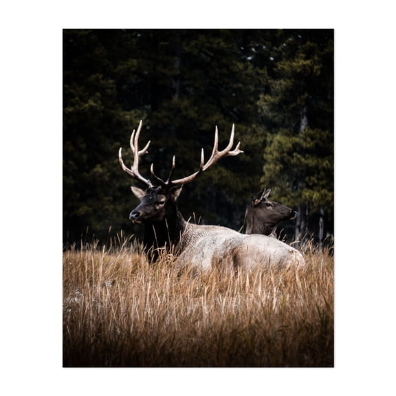 Resting in the Rockies - Banff Alberta Canada Photography Nature Wildlife Forest Scenic Autumn Rustic Rural Unframed Wall Art Print 36 x 48 inches