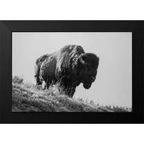 Restivo, David 14x11 Black Modern Framed Museum Art Print Titled - Bison, Yellowstone National Park