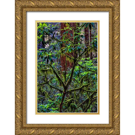 Restuccia, Joe III 11x14 Gold Ornate Wood Framed with Double Matting Museum Art Print Titled - California-USA-Jedediah Smith Redwoods State Park-Redwoods National Park