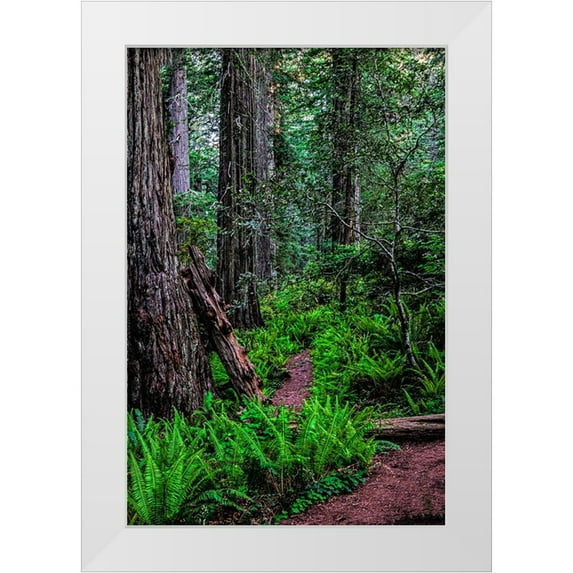 Restuccia, Joe III 11x14 White Modern Wood Framed Museum Art Print Titled - California-Crescent City-Damnation Creek Trail