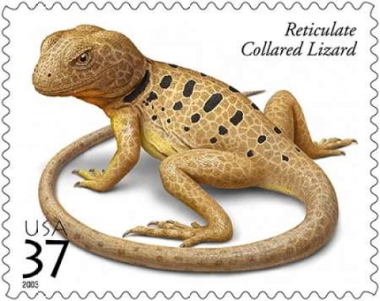 Reticulate Collared Lizard Canvas Art - US POSTAL SERVICE (24 x 30)