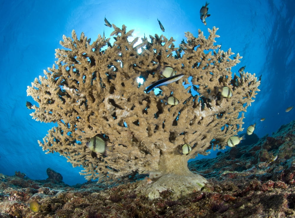 Reticulate humbugs gather under stone coral Papua New Guinea Canvas Art - Steve JonesStocktrek Images (33 x 25)