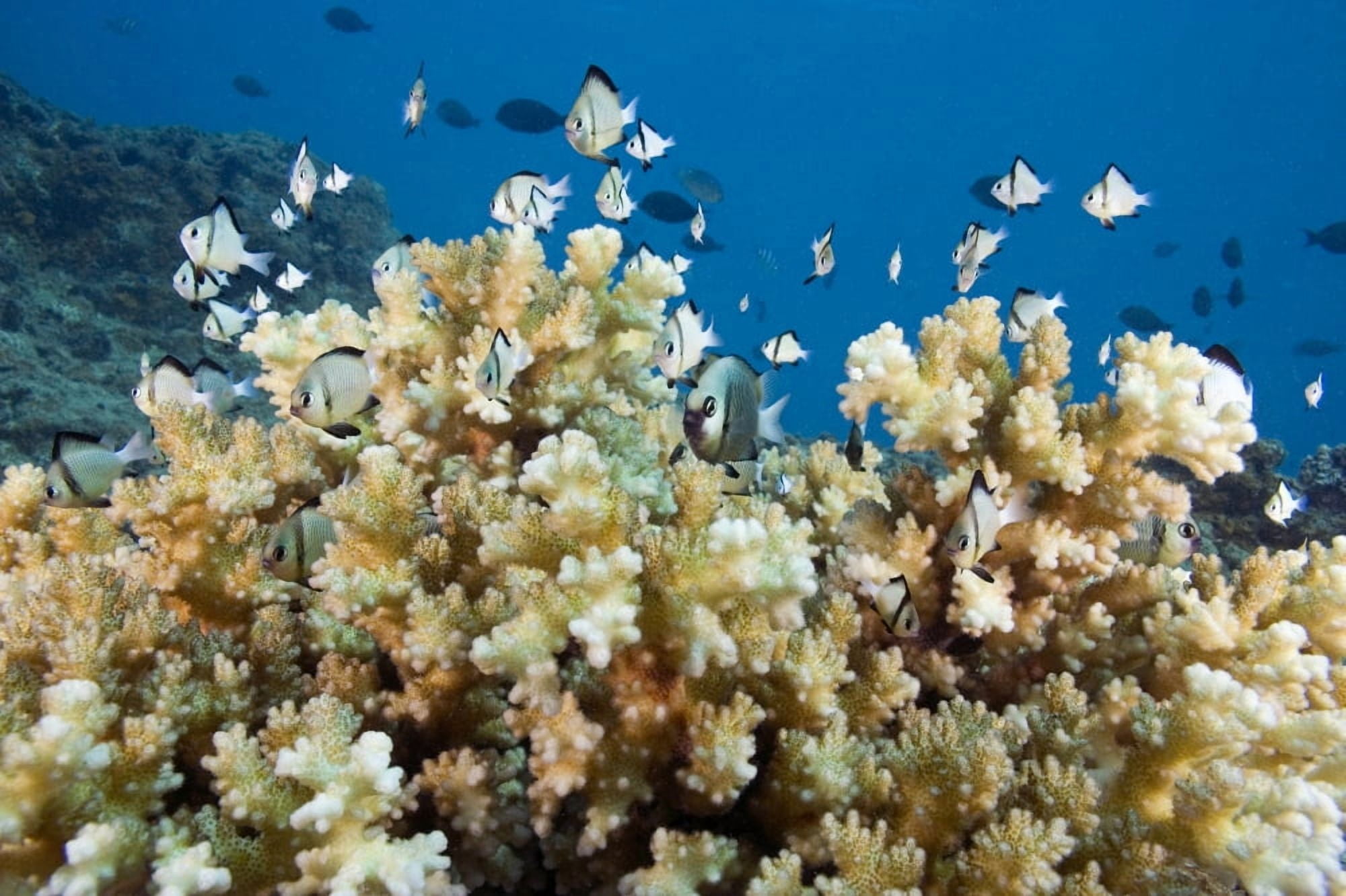Reticulated Damselfish (Dascyllus Reticulatus) is also known as Headband Humbug Fiji Canvas Art - Dave Fleetham Design Pics (17 x 11)