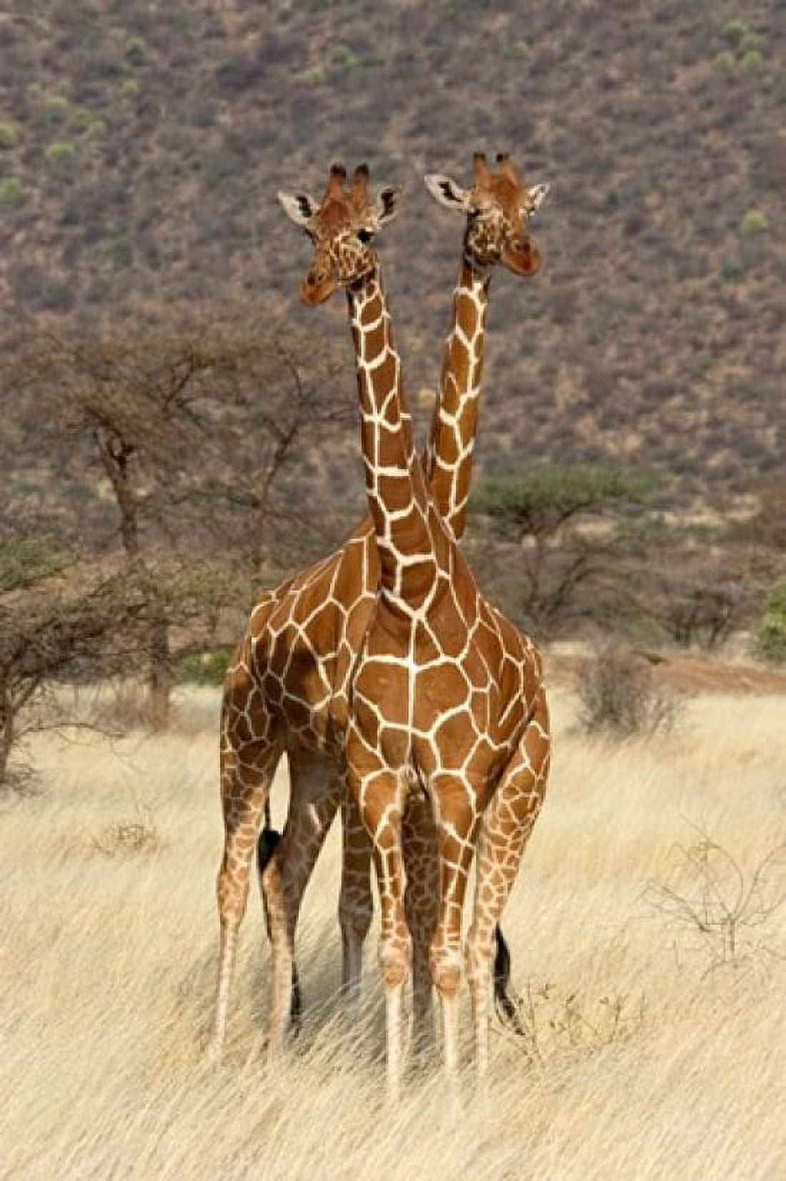 Reticulated Giraffe Canvas Art - Panoramic Images (12 x 19)