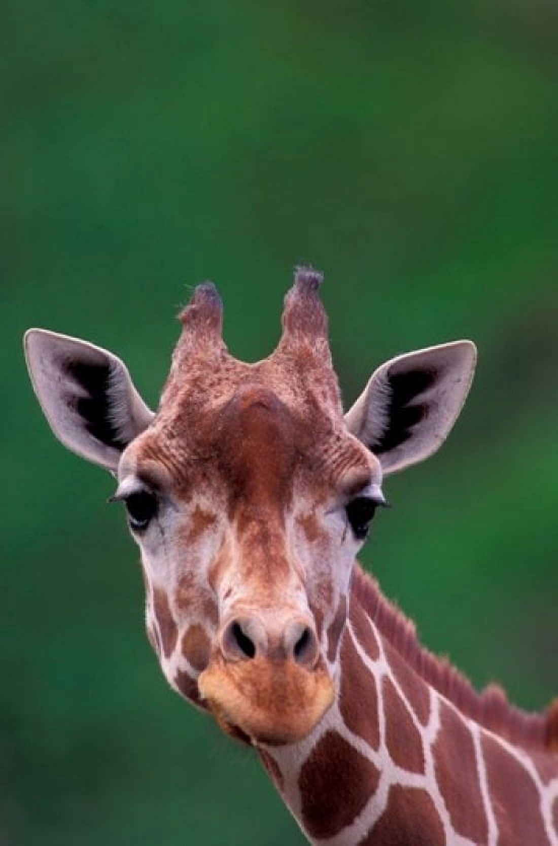 Reticulated Giraffe Impala Ranch Kenya Canvas Art - Gavriel Jecan DanitaDelimont (11 x 17)