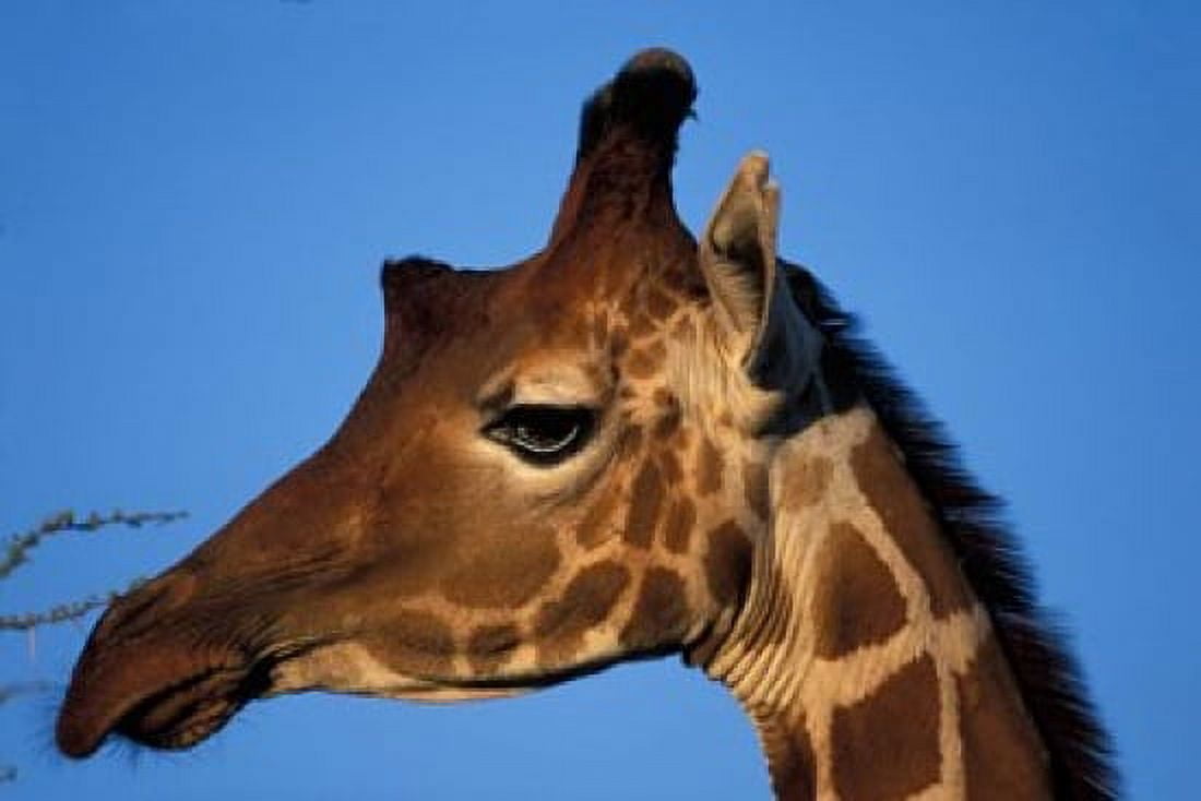 Reticulated Giraffe Kenya Canvas Art - Paul Souders DanitaDelimont (36 x 24)