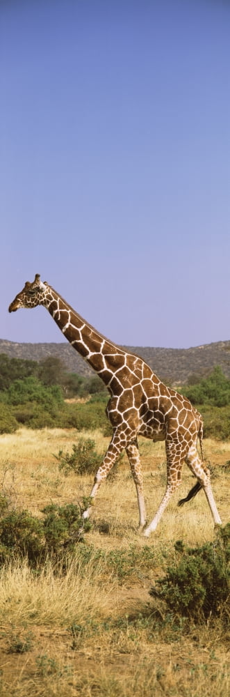 Reticulated Giraffe in a field Samburu National Reserve Kenya Canvas Art - Panoramic Images (6 x 18)