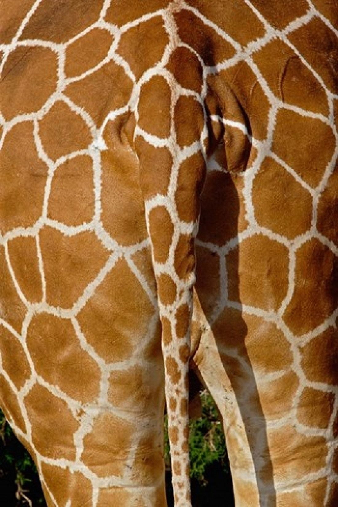 Reticulated Giraffe skin Samburu Game Reserve Kenya Canvas Art - Adam Jones DanitaDelimont (11 x 17)