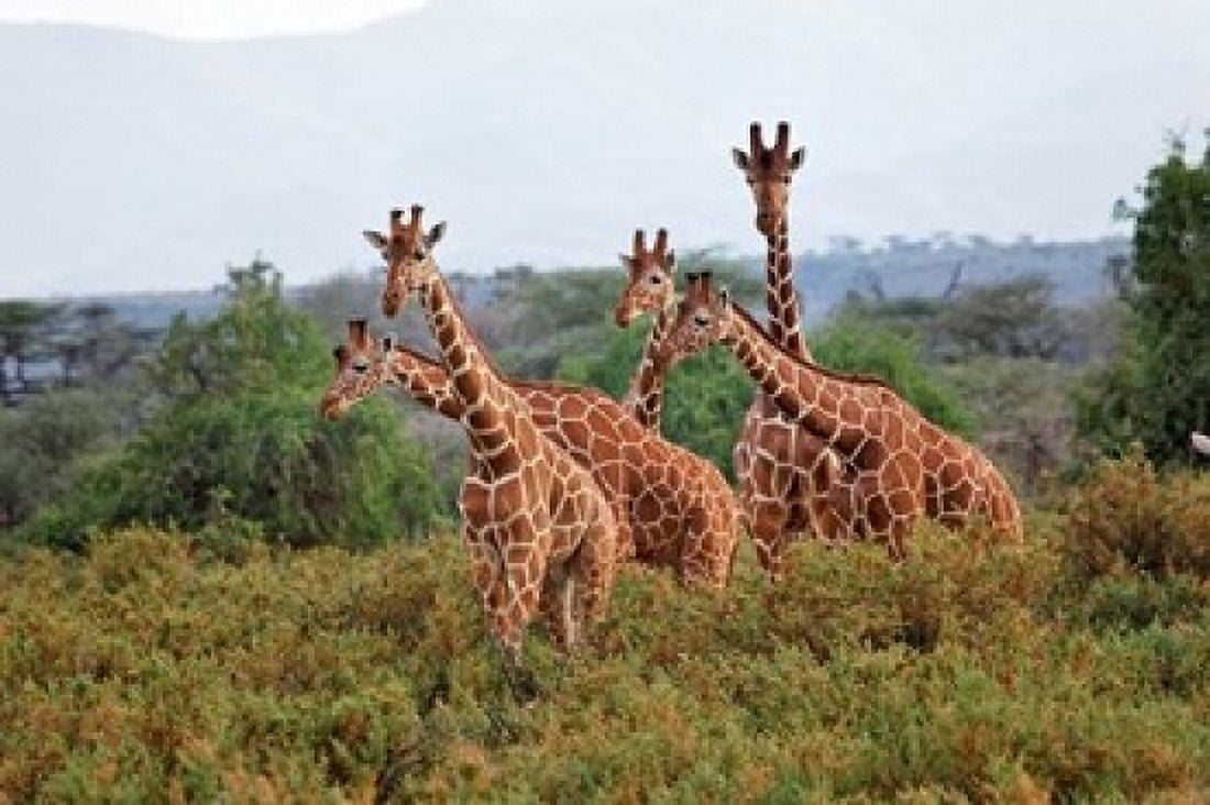 Reticulated Giraffes Samburu National Reserve Kenya Canvas Art - Adam Jones DanitaDelimont (24 x 15)